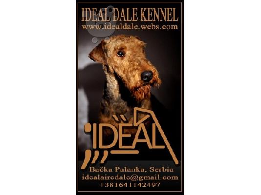 Αιρντέιλ Τεριέ κουτάβια προς πώληση - Airedale terrier